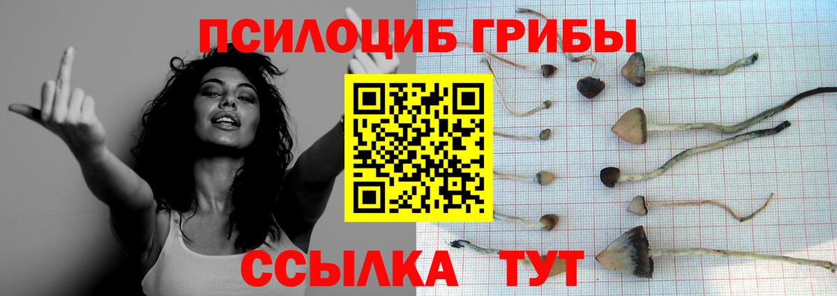 Галлюциногенные грибы Psilocybe Курск